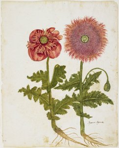ポピー（Papaver spp。）（wc＆tempera on paper）