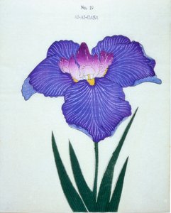 アルアルガサ、19号、1898