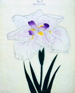 Izumi-Gawa, no.37, 1898 