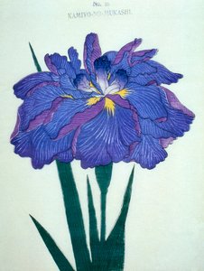 Kamiyo-no.-Mukashi no.16, 1898 
