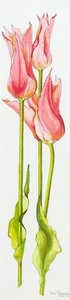 3つの赤いユリの花チューリップマリアンヌ、水彩、2010