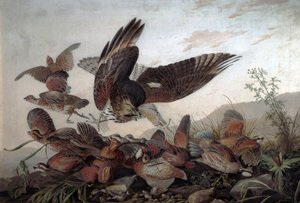 ホークアタックパートリッジ、1826年