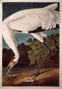 「鳥のアメリカ」からの百日鶴