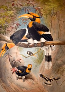 凹型サイチョウヘルメット、1861