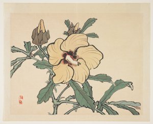 開花タチアオイ