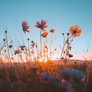花畑 3