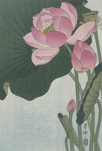 咲く蓮の花、1920-30（色の木版画）