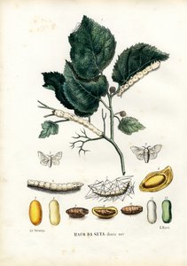 蝶、1863-79