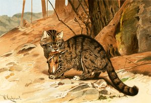 野生の猫