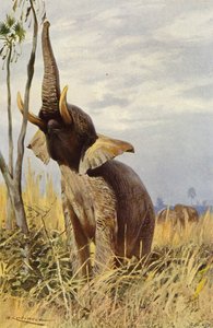 アフリカゾウ
