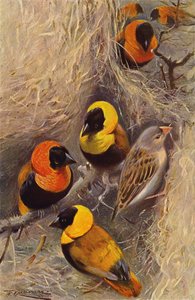 織工の鳥