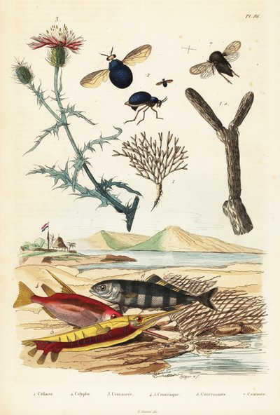 ヤグルマギク、魚、カブトムシ ハエ、1834-1839 (彫刻) 作： Adolph (after) Fries