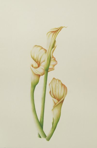 Arum Lily、2001（紙にトイレ） 作： Annabel Barrett