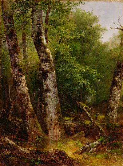 バーチとメープル、1855 作： Asher Brown Durand