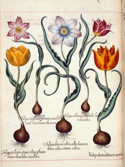 チューリップ、「Hortus Eystettensis」より 作： Basilius Besler