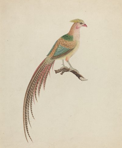 金キジ (Chrysolophus pictus) 作： British 18th Century