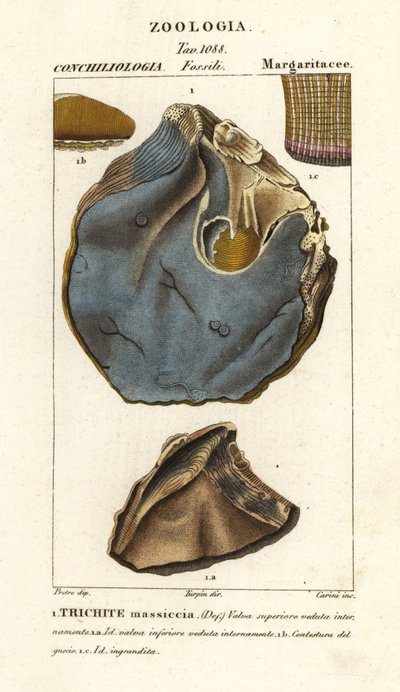 絶滅したカキ種の化石、Trihites plati 作： Carini Carini