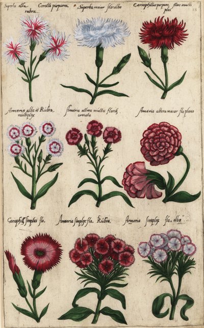 カーネーションの様々な品種、Dianthus caryophyllus 作： Emanuel Sweert