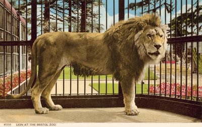 ブリストル動物園のライオン（写真 作： English Photographer