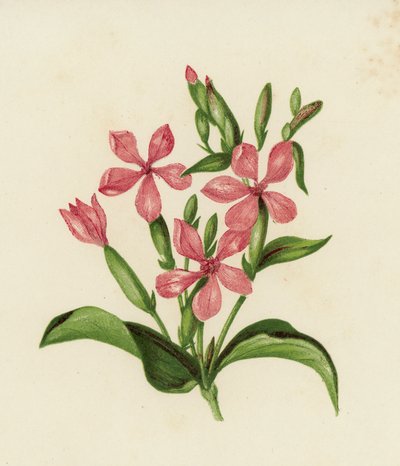 一般的なソープワート（Saponaria Officinalis）（カラーリトグラフ 作： English School