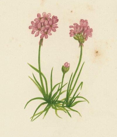 Common Thrift, Statice Armeria (カラーリトグラフ) 作： English School