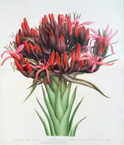 Gymea Lily、1826（紙にトイレ） 作： English School