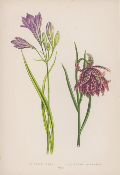 Triteleia Laxa; Fritillaria Meleagris (カラーリトグラフ) 作： English School