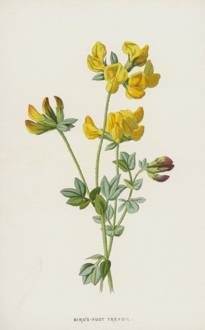 Birds-Foot Trefoil（クロモリト） 作： Frederick Edward Hulme