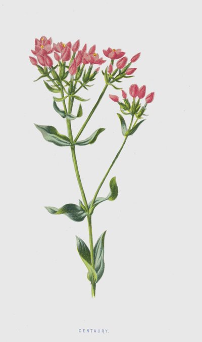 Centaury（chromolitho） 作： Frederick Edward Hulme