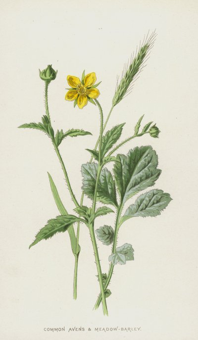 Common Avens and Meadow-Barley（chromolitho） 作： Frederick Edward Hulme