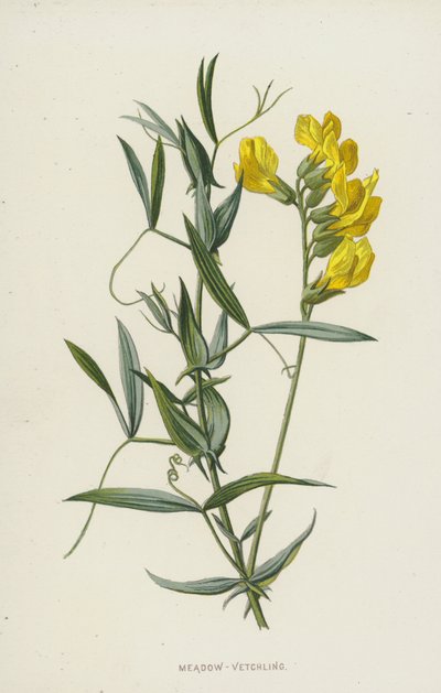 Meadow-Vetchling（chromolitho） 作： Frederick Edward Hulme