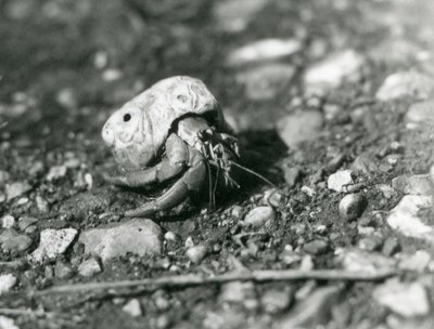 ロンドン動物園の陸生ヤドカリ 作： Frederick William Bond