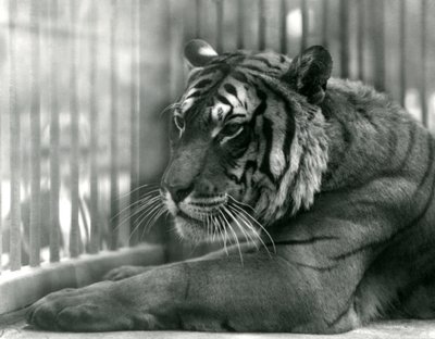 ロンドン動物園のタイガーサム、1925年 作： Frederick William Bond