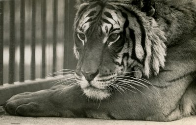 タイガーサム、ロンドン動物園、1925年 作： Frederick William Bond