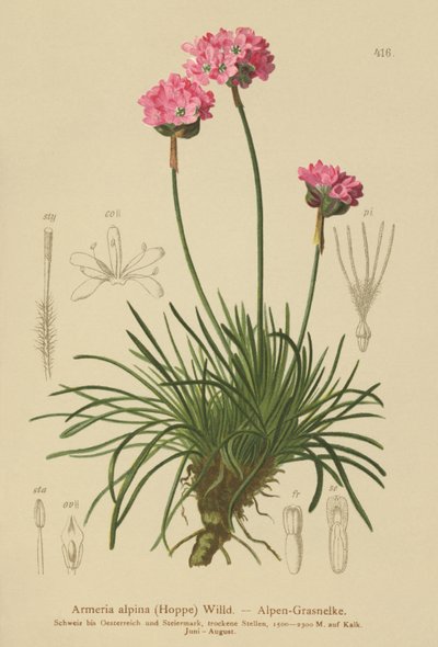 アルパインスリフト（Armeria alpina） 作： German School