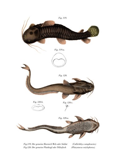 アーマード・キャットフィッシュ（カラーリトグラフ 作： German School