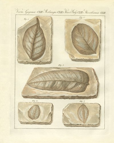 原始時代の葉っぱの化石（カラー図版 作： German School