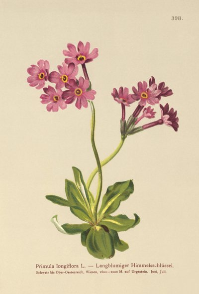 長咲きサクラソウ（Primula longiflora） 作： German School