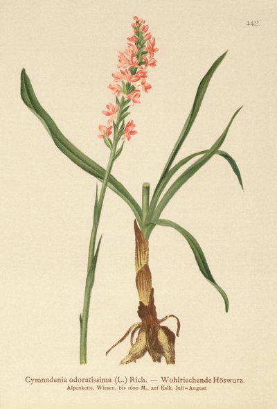 短い茎の香りのよい蘭（Gymnadenia odoratissima） 作： German School