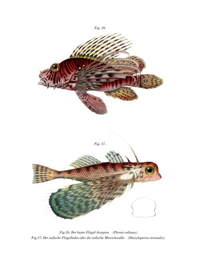 Spotfin Lionfish（カラーリトグラフ 作： German School