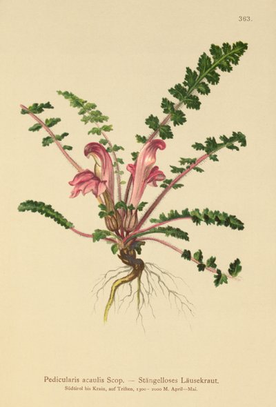 茎のないシラミ（Pedicularis acaulis） 作： German School