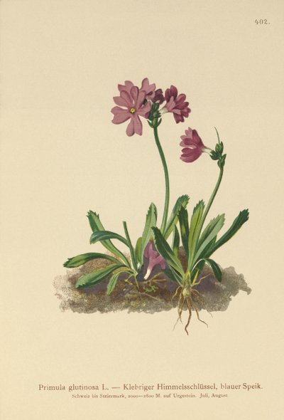 粘着性サクラソウ（Primula glutinosa） 作： German School