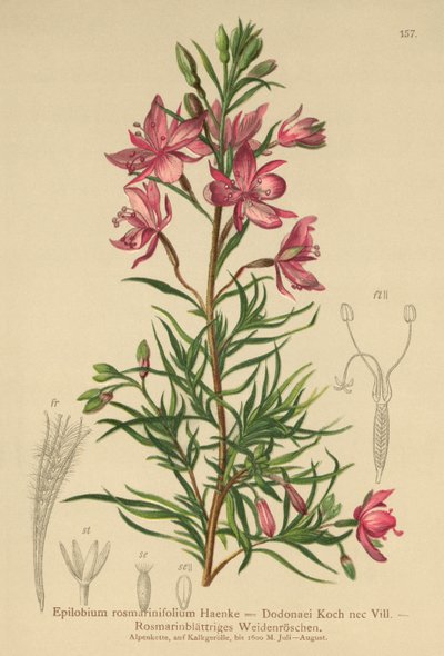 ローズマリー葉柳（Epilobium rosmarinifolium、Epilobium Dodonaei） 作： German School