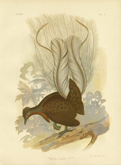 アルバート王子のLyrebird、1891年 作： Gracius Broinowski