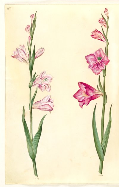 Gladiolus communis (一般的なグラジオラス) 作： Hans Simon Holtzbecker