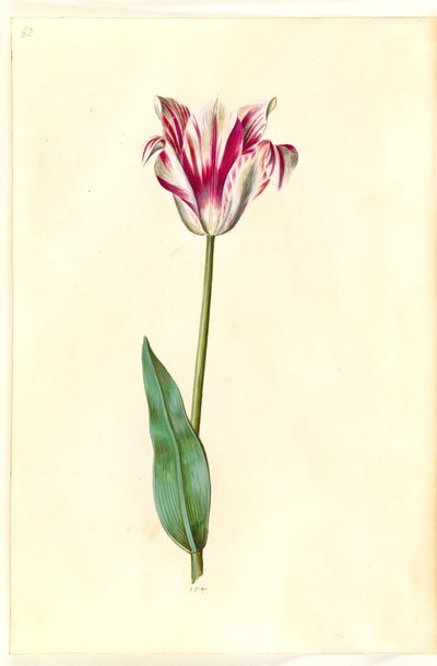 Tulipa gesneriana (have-tulipan) 作： Hans Simon Holtzbecker