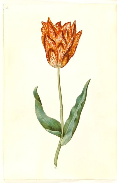 Tulipa gesneriana (have-tulipan) 作： Hans Simon Holtzbecker