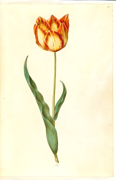 Tulipa gesneriana (have-tulipan) 作： Hans Simon Holtzbecker