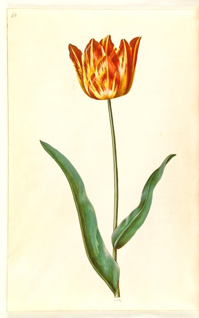 Tulipa gesneriana (have-tulipan) 作： Hans Simon Holtzbecker