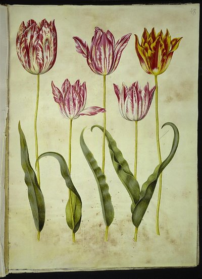 Tulipa gesneriana (have-tulipan) 作： Hans Simon Holtzbecker